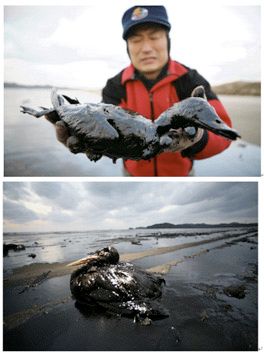 Korea Hebie Spirit oil spill was truly an accident, hoever these types of accidents DO NOT HAVE TO AFFECT THE ENVIROMENT and OTHER SPECIES ON THIS PLA