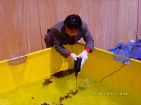 21 Dr. Lee  applied the Bunker C oil to the surface of the ocean water in the test container